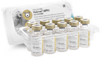 Vacuna Nobivac Lepto contra leptospirosis canina.