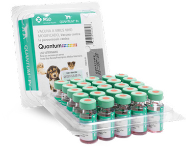 Vacuna Quantum PV contra la parvovirosis canina.